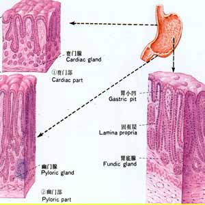 中日传健康 搜狐健康 显微镜下胃的组织结构是怎样的 图 中日友好医院