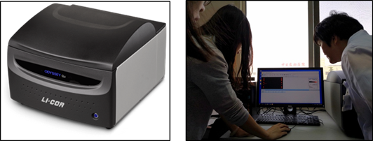 li-cor odyssey clx 双色红外激光成像系统简介