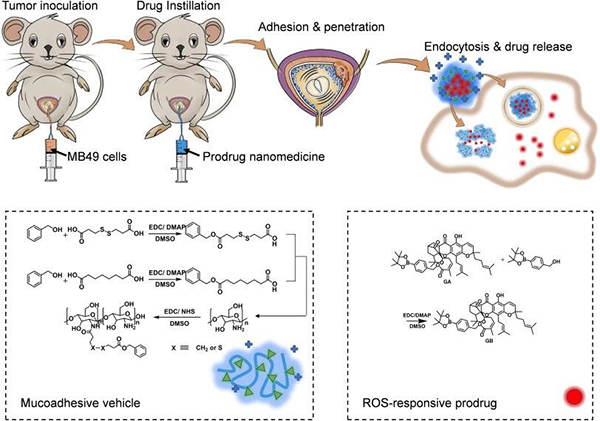 针对膀胱灌注化疗小鼠原位模型,该团队所开发的具有还原和ros双响应的